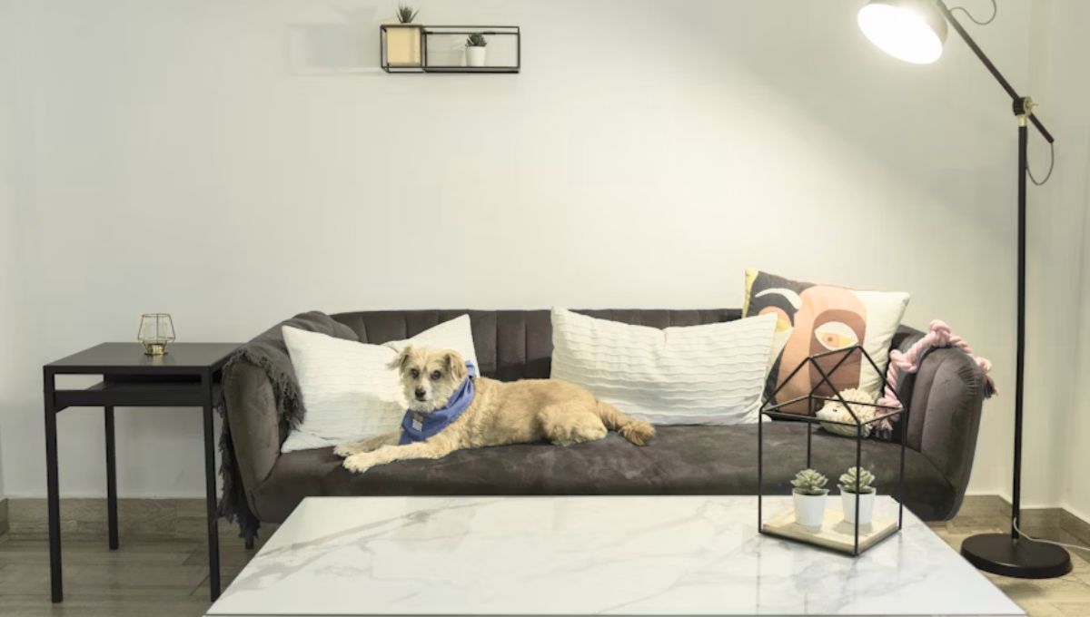 Cozy Living: Pet-Friendly Home Interiors